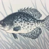 Black Crappie (Pomoxis Nigromaculatus) - 2015 Justin Santora Poster Art Print