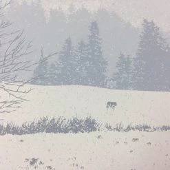 Art Prints The Call Of The Wild - 2011 Dan McCarthy Poster Art Print