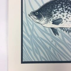 Black Crappie (Pomoxis Nigromaculatus) - 2015 Justin Santora Poster Art Print