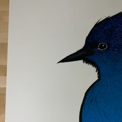 Steller's Jay - 2010 Jay Ryan Art Print Art Prints 11 Steller's Jay - 2010 Jay Ryan Art Print Art Prints