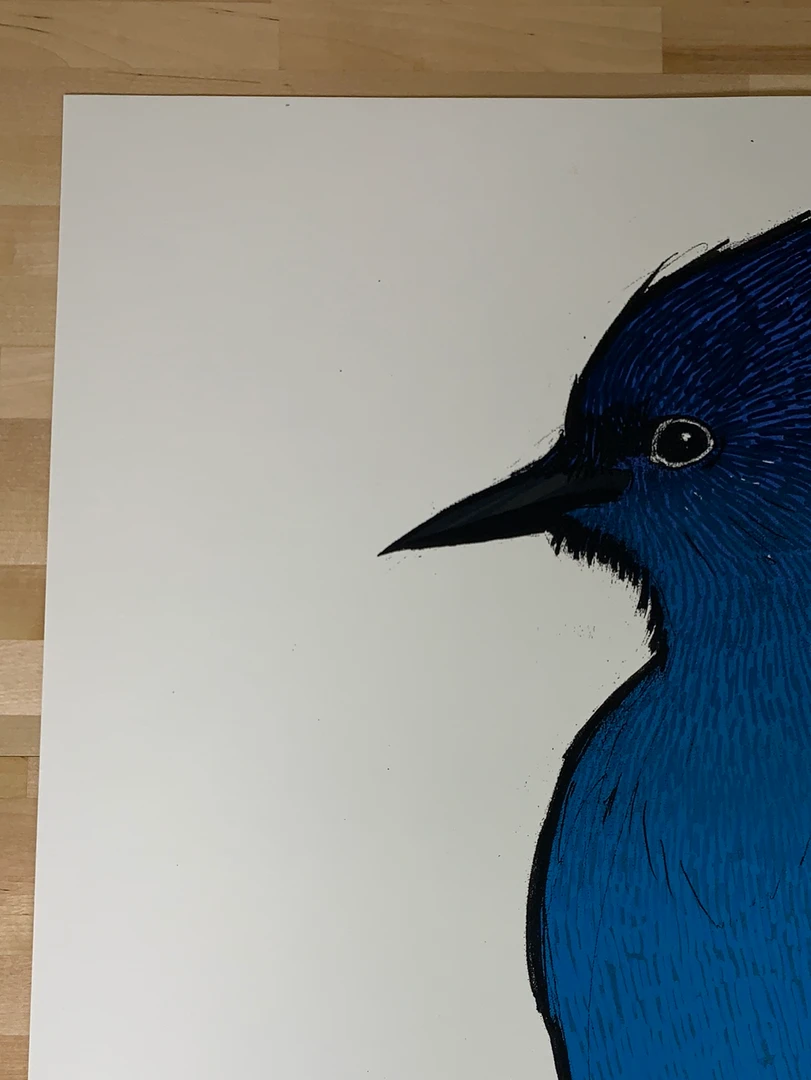 Steller's Jay - 2010 Jay Ryan Art Print Art Prints 5 Steller's Jay - 2010 Jay Ryan Art Print Art Prints