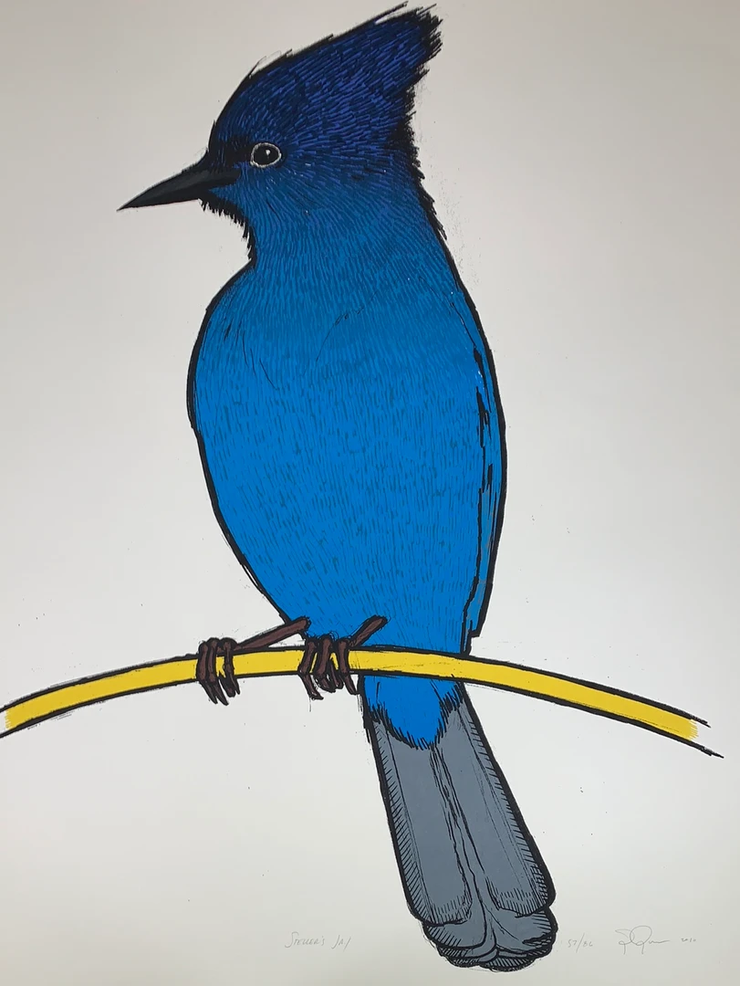 Steller's Jay - 2010 Jay Ryan Art Print Art Prints 3 Steller's Jay - 2010 Jay Ryan Art Print Art Prints