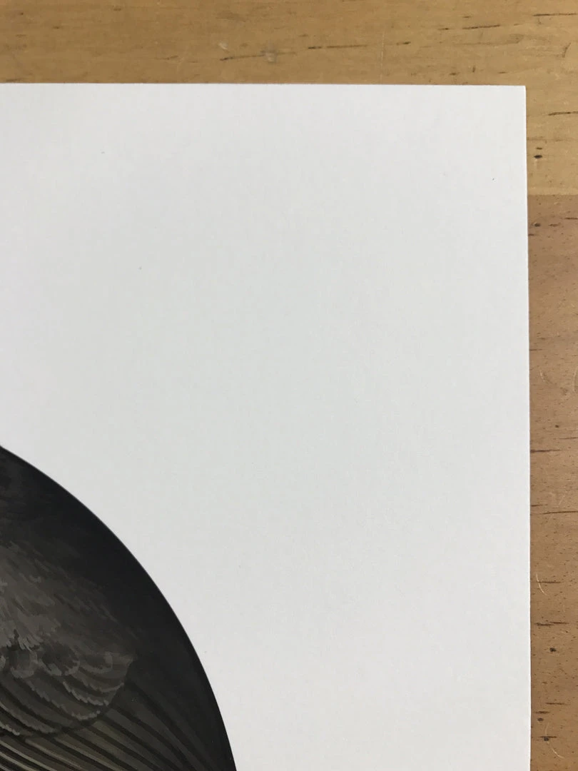 Fat Bird - 2017 Mike Mitchell Poster Himalayan Bulbul Art Prints 6 Fat Bird - 2017 Mike Mitchell Poster Himalayan Bulbul Art Prints