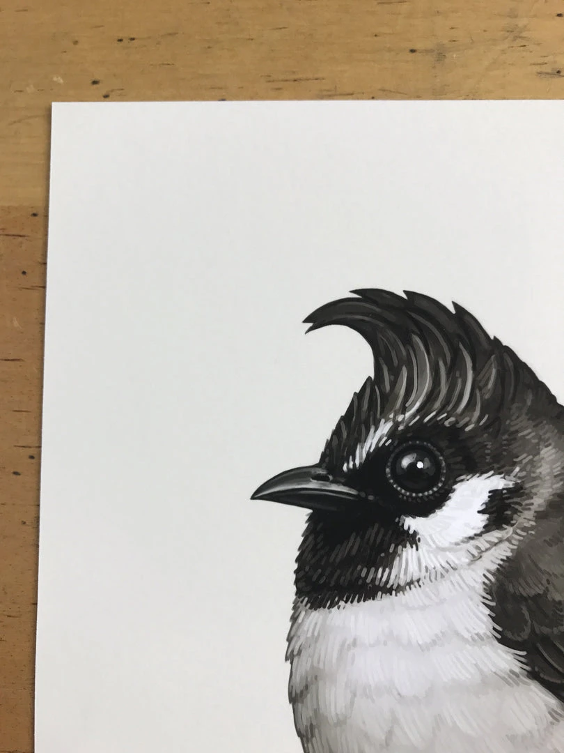 Fat Bird - 2017 Mike Mitchell Poster Himalayan Bulbul Art Prints 5 Fat Bird - 2017 Mike Mitchell Poster Himalayan Bulbul Art Prints