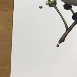 Fat Bird - 2017 Mike Mitchell Poster Himalayan Bulbul Art Prints 15 Fat Bird - 2017 Mike Mitchell Poster Himalayan Bulbul Art Prints