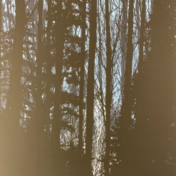 A Night In The Forest - 2010 Dan McCarthy Poster Art Print