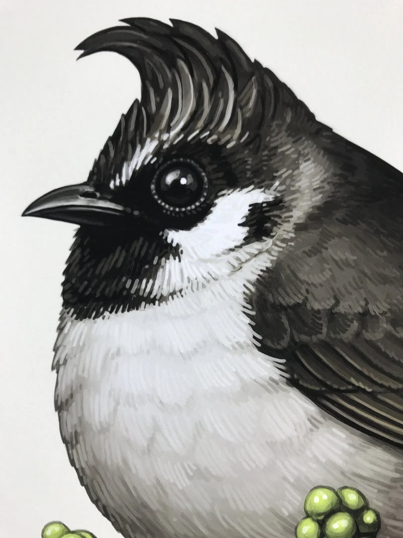 Fat Bird - 2017 Mike Mitchell Poster Himalayan Bulbul Art Prints 4 Fat Bird - 2017 Mike Mitchell Poster Himalayan Bulbul Art Prints