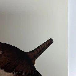 Fat Bird - 2019 Mike Mitchell Poster Carolina Wren Variant