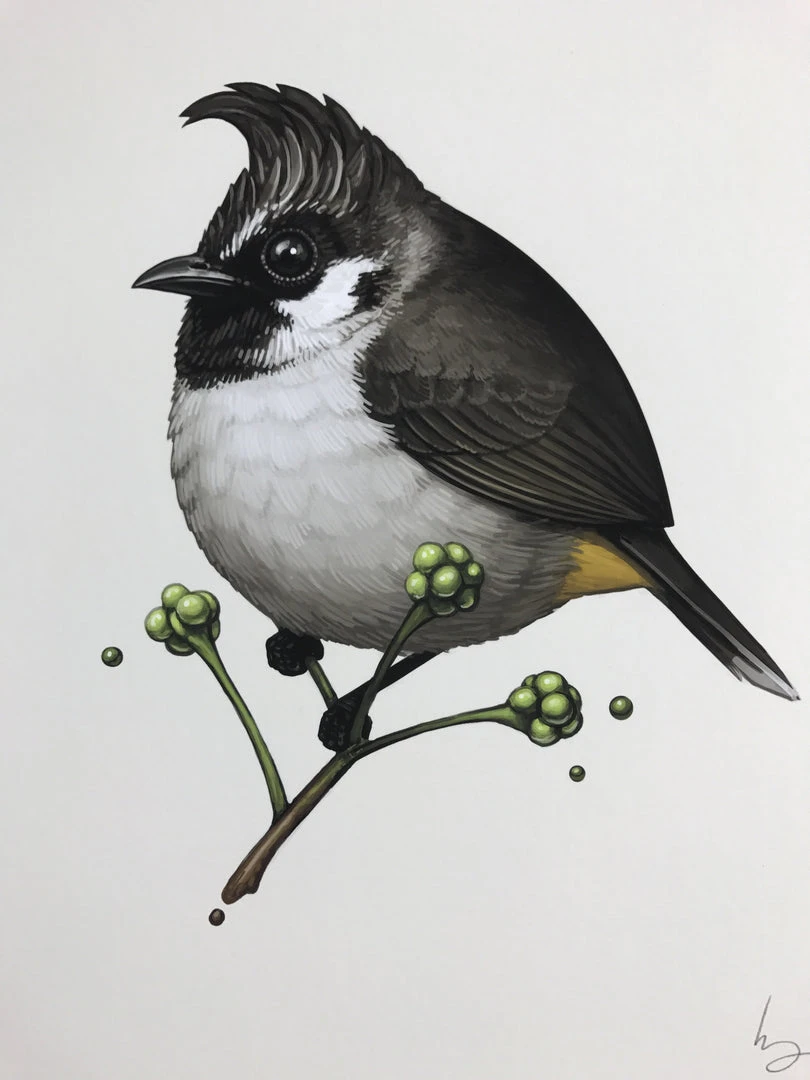 Fat Bird - 2017 Mike Mitchell Poster Himalayan Bulbul Art Prints 3 Fat Bird - 2017 Mike Mitchell Poster Himalayan Bulbul Art Prints